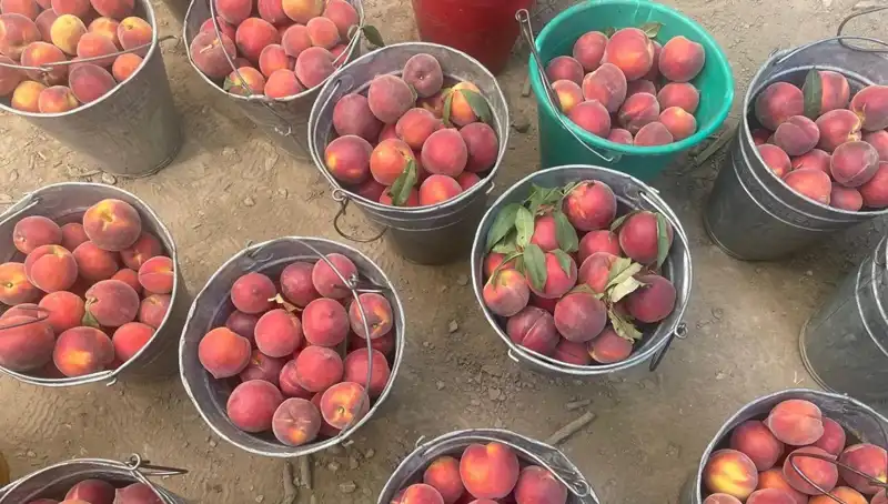 Hasat Zamanı: Çiftçiler Artık 100 Lira ile Gülümseyor!