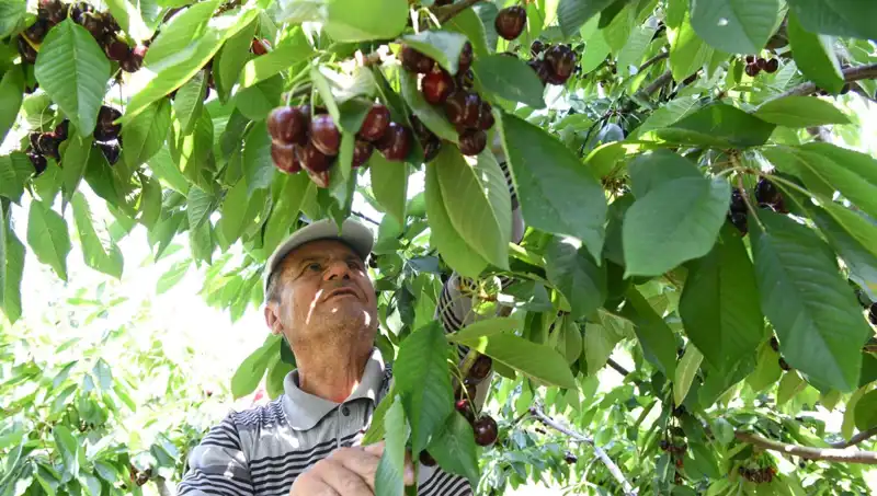 Lapseki’nin Dev Çileği: Çay Bardağına Sığmayan Renkli Bereket