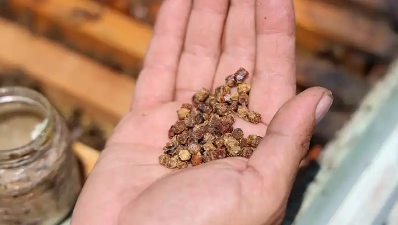 Eski Atıklar Şimdi Yüksek Fiyatlarla Satılıyor: Protein Zengini Yeni Trend