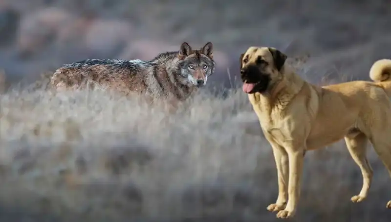 Kangal Köpeğine Talep Patladı: Kurt Popülasyonundaki Artışın Sebepleri