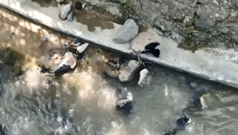 Karga ve Yılanın Sıradışı Mücadelesi: Doğada Hayatta Kalma Mücadelesi