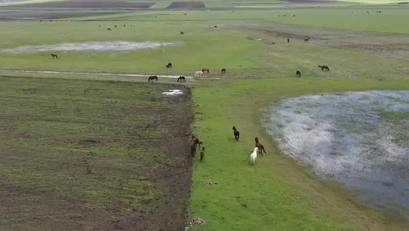 Kars'ın Büyüleyici Doğasında Yılkı Atları Görüntülendi!