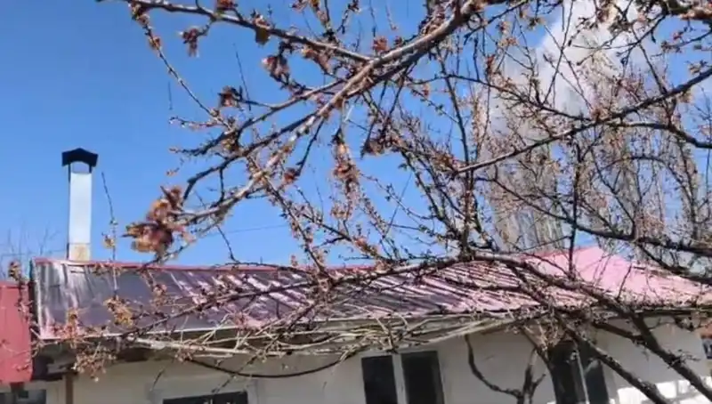 Dondurucu Soğuk Kayısı Üretimini Tehdit Ediyor: Tarımda Yeni Kriz!