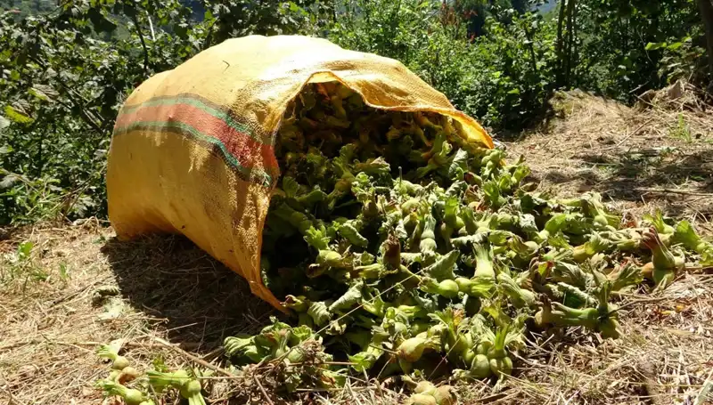 Giresun’da Beklenen Fındık Hasadı Başladı: Ekonomik Canlanma Geliyor