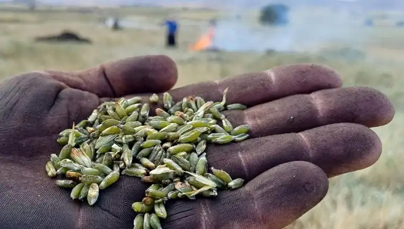 Firik Sezonu Resmen Açıldı: Yılın En Lezzetli Zamanı Geldi!