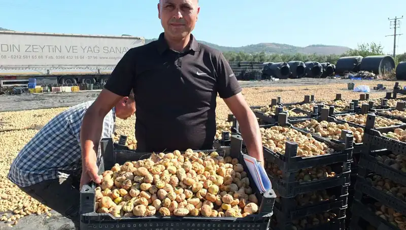 Balıkesir'de Hasat Zamanı: Çin ve Rusya'ya İhraç Edilen Ürünler