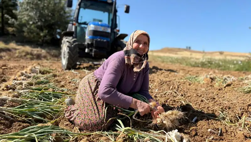 Türkiye'de Selenyum Zengini Bitki: Tarladan Yüksek Fiyatla Toplanıyor