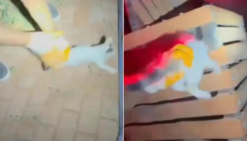Gece Yarısı İtfaiyesi: Kurtarma Operasyonu ile Kediyi Hayata Döndürebilir mi?