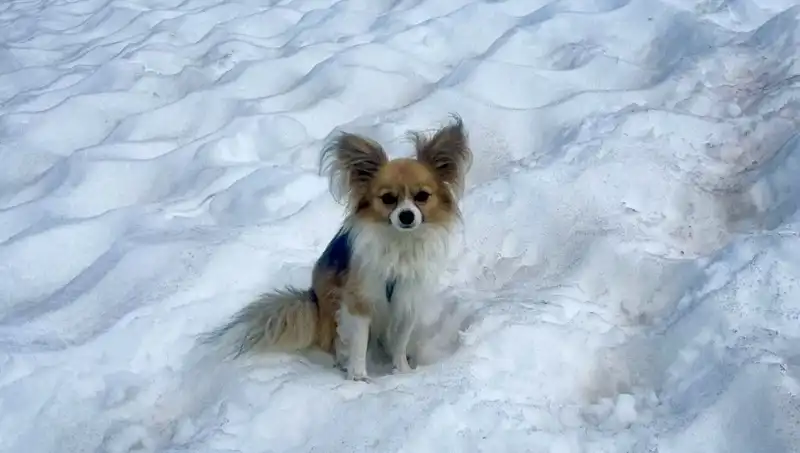 Buzul Yarığına Düşen Adamı Sadık Köpeği Hayata Döndürdü