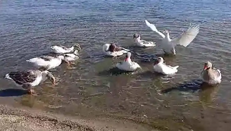 Kumsalda Yüzdükleri İçin Kazlar Kümese Kapandı!