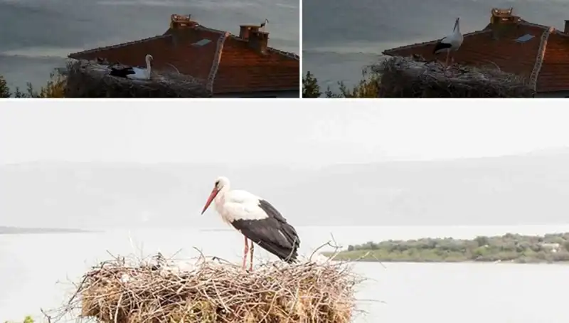 Yaren Leylek Depremi Hissedebilme Yeteneğiyle Dikkat Çekiyor