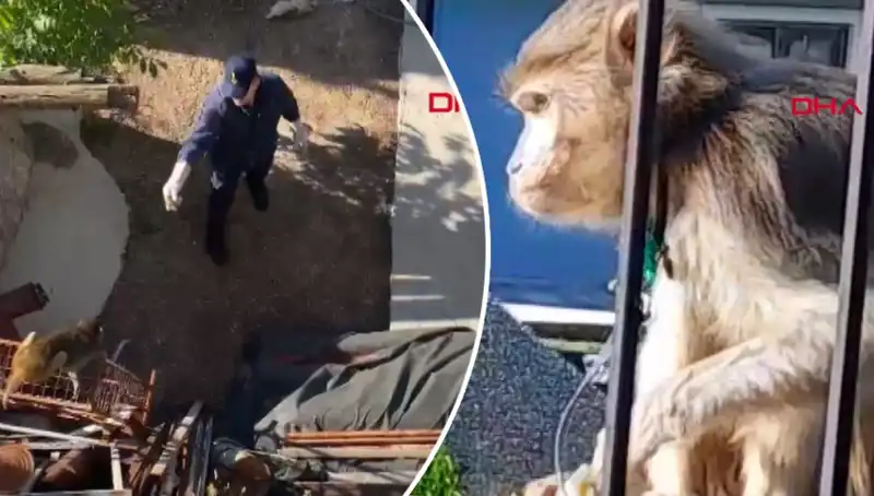 Muğla'da Yaşanan Maymun Kovalamacası Halkı Korkuttu ve Eğlendirdi
