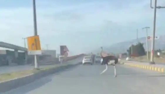 Hatay'da Yol Çalışmaları Sırasında Deve Kuşu Görenler Şok Oldu!
