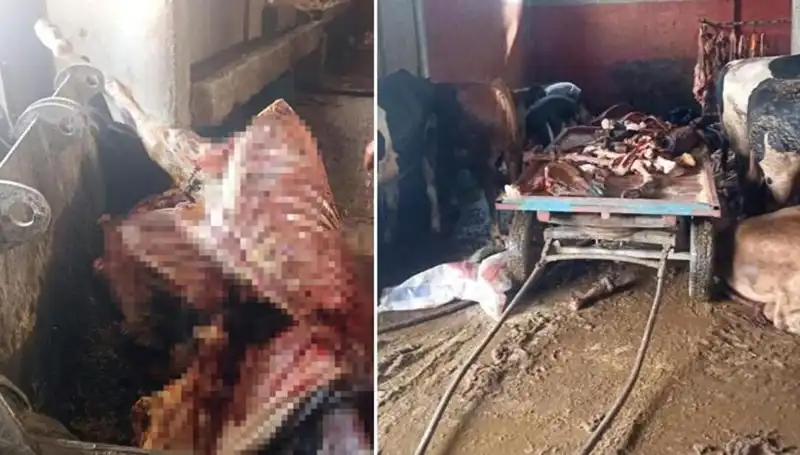 Adana’da Skandal: 2,5 Ton At Eti Ele Geçirildi, 4 At Kurtarıldı!