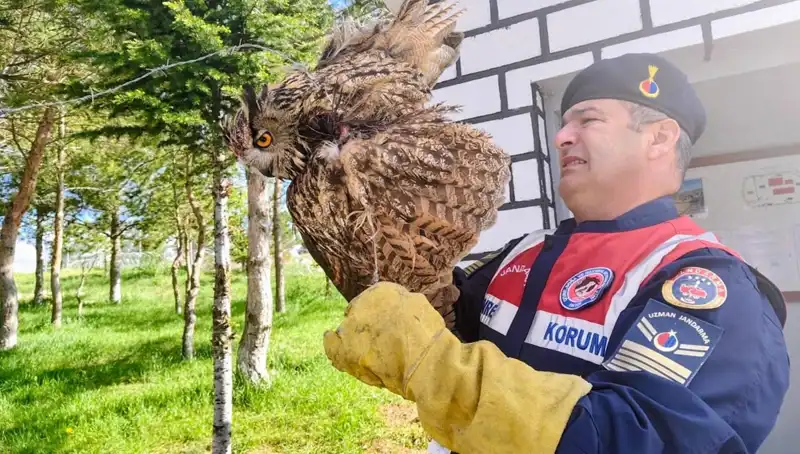 Dikenli Tellere Takılan Puhu, Hayata Dönmek İçin Kurtarıldı