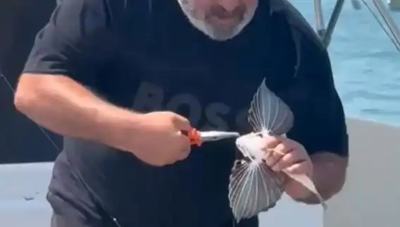 Saros Körfezi’nde Nadir Bulunan Kırlangıç Balığı Oltaya Takıldı!