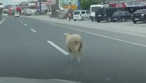 Yalova'da Kaçan Kurbanlıklar, Trafiği Alt Üst Etti: Olayın Detayları
