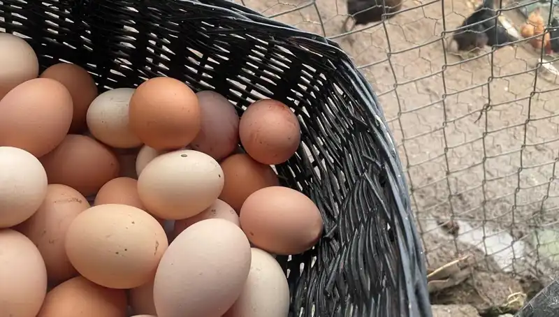 Dünyanın En Ucuz Proteini: Okul Döneminde Ailelerin Yüzünü Güldürecek