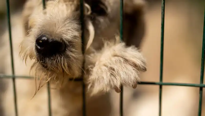 İş Stresi: Köpekler Üzerindeki Etkileri ve Nasıl Önlenir?