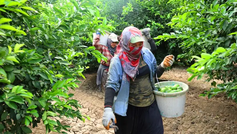 Marketlerdeki Sebze Fiyatları Düşecek mi? İlk Hasat İşaretleri Geldi